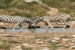 original Etosha 3